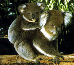 Koala mit Jungtier