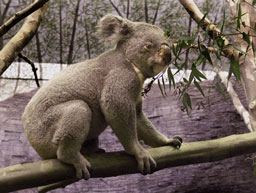 Koala beim Klettern