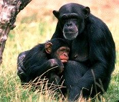 Schimpansin mit Baby