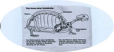 Skelett der Schildkröte