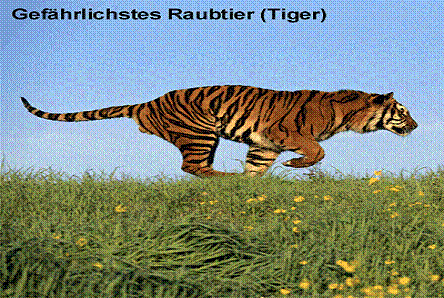 Der Tiger