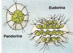 Eudorina und Pandorina