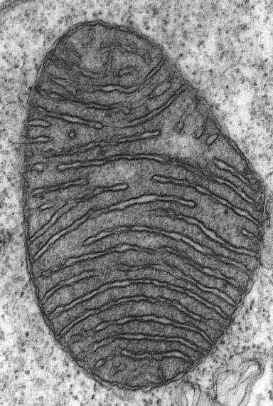Mitochondrie