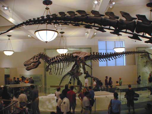 Tyrannosaurus (Museum of Natural History, New York)