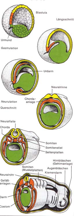 Embryonalentwicklung der Lurche