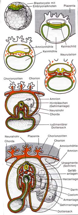 Embryonalentwicklung der Säugetiere