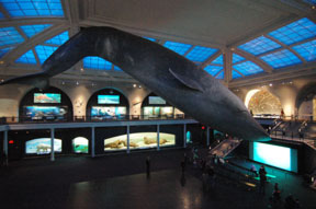 American Museum of Natural History, New York City