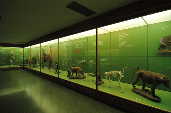 American Museum of Natural History, New York City