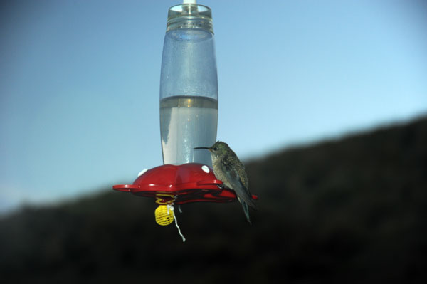 Kolibri