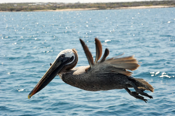 Pelikan im Flug