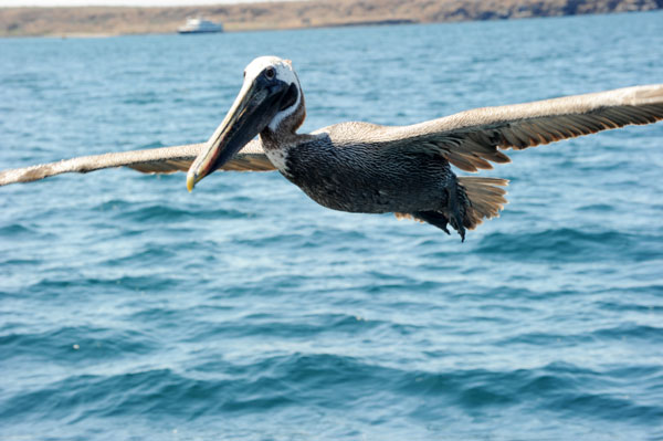Pelikan im Flug