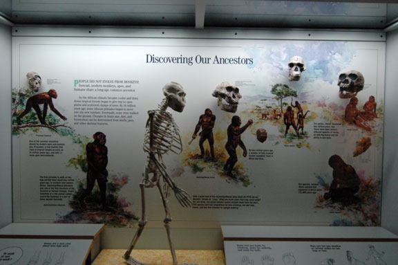 Human Evolution; Denver Museum of Nature & Science