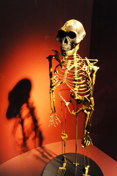 Skelett von Lucy