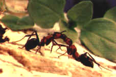 Kommunikation unter Ameisen