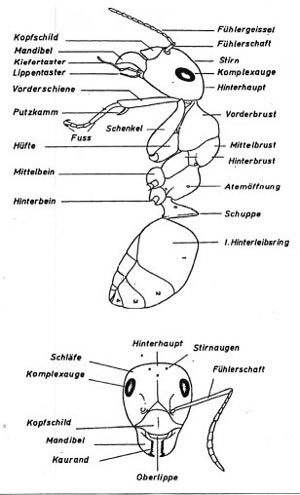 Anatomie einer Ameise